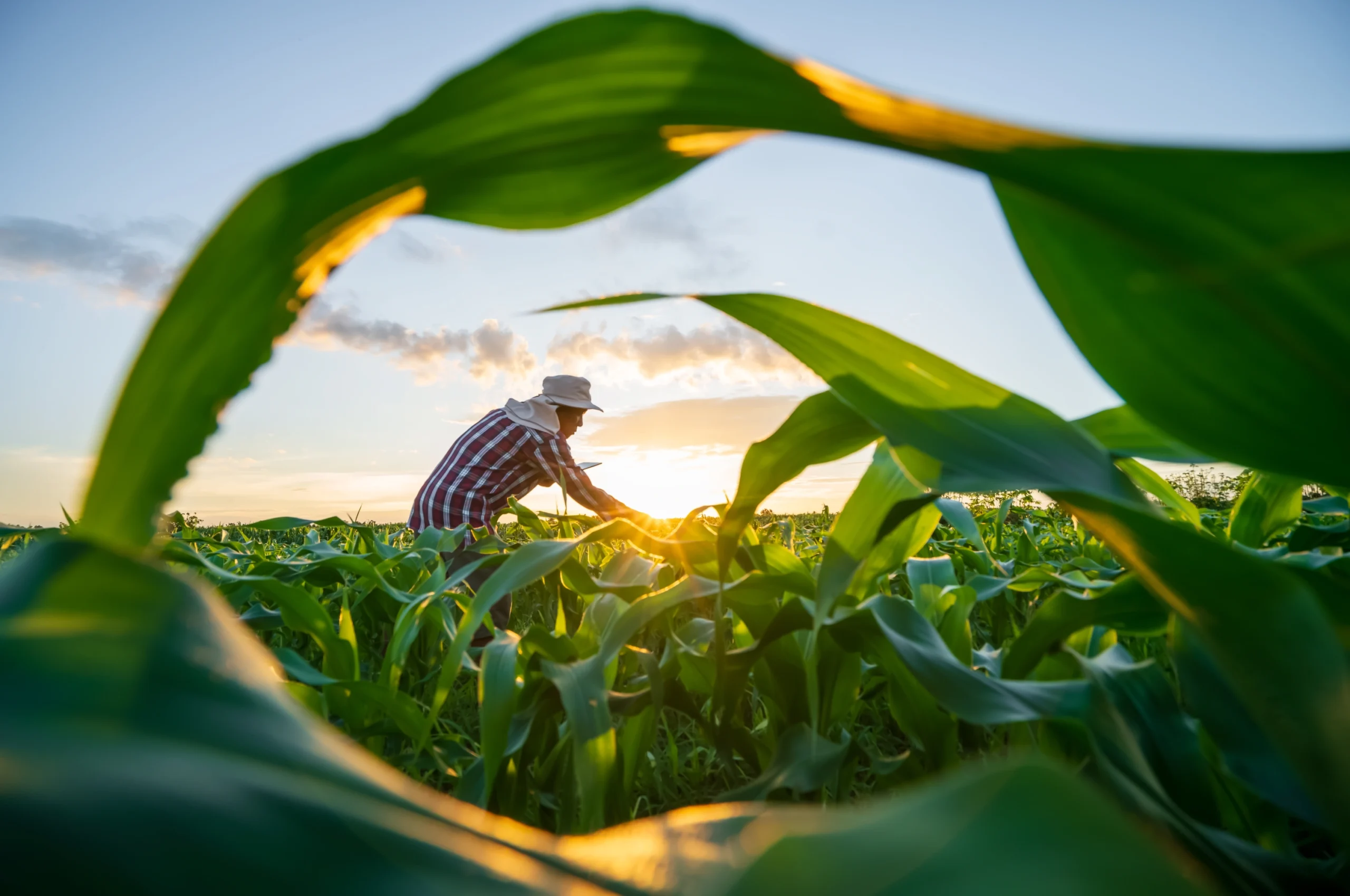 Markets Agriculture Overview Intro