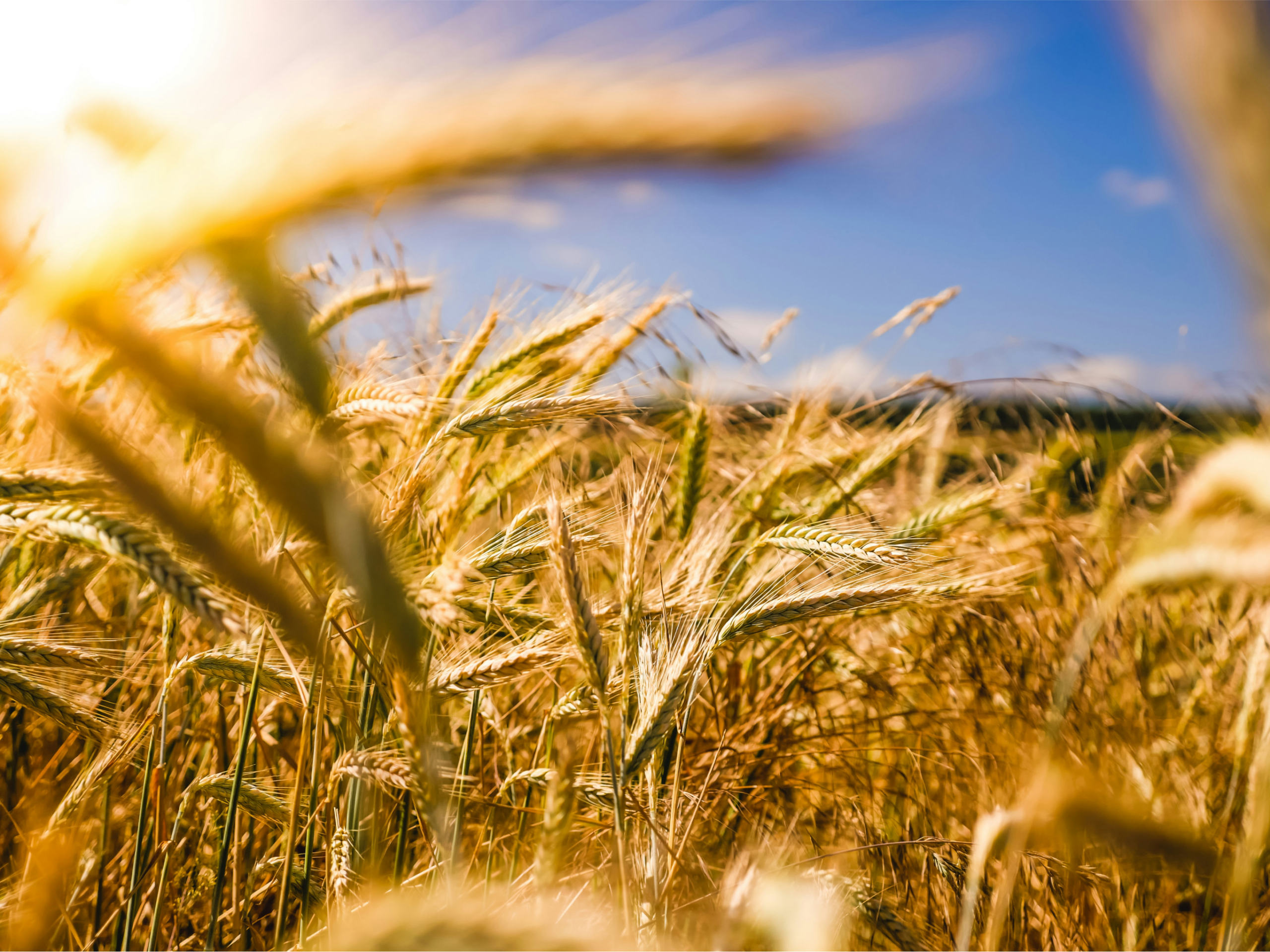 How the situation in the Gulf is impacting agricultural markets
