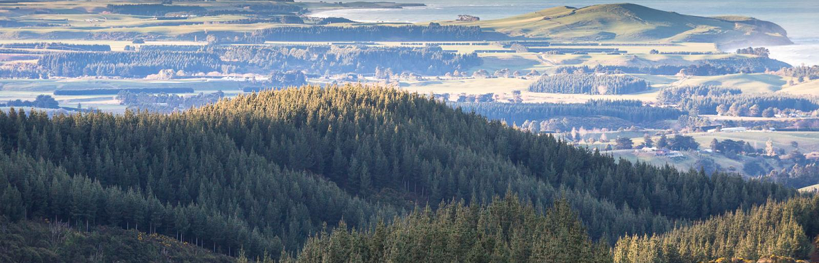 New Zealand Carbon - a Neon Insights Premium Channel from Marex