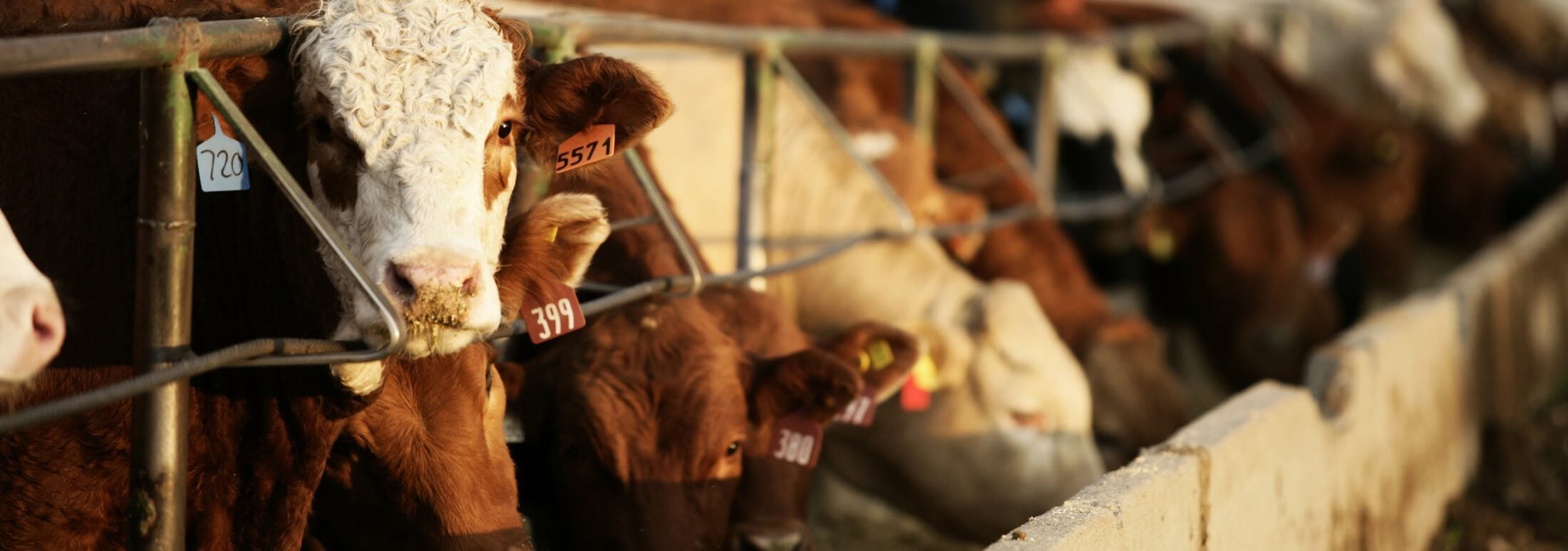 Allegiant Commodity Group - a Neon Insights Premium Channel from Marex