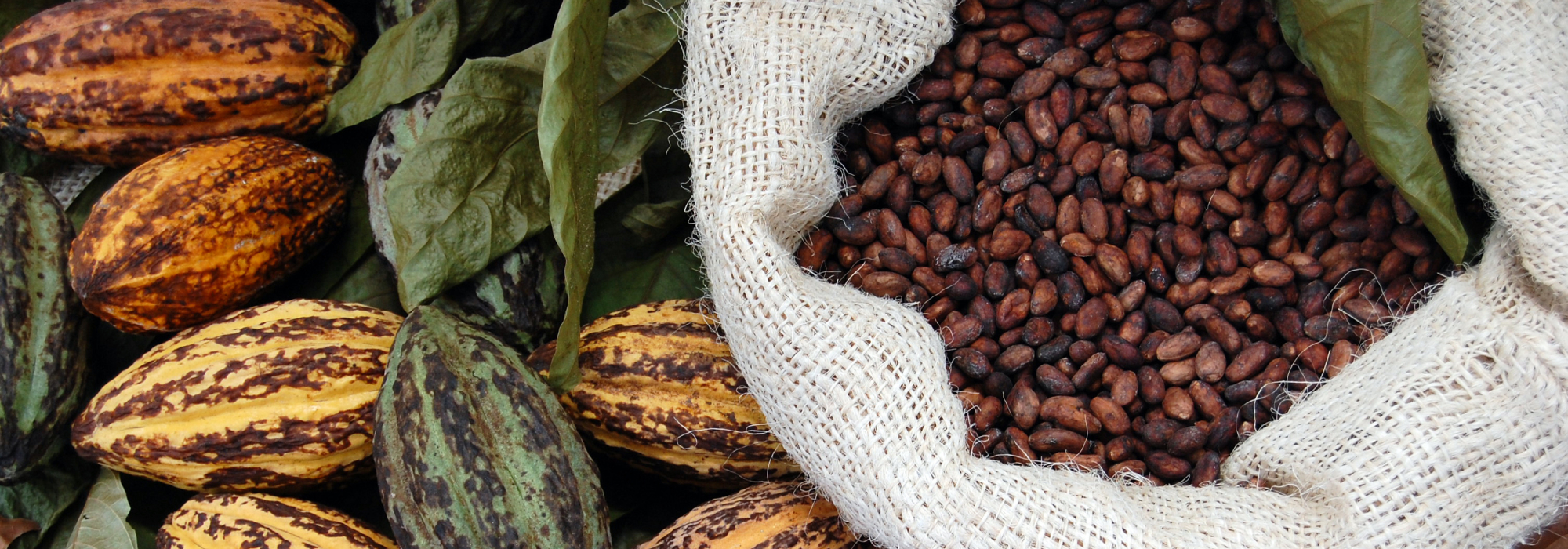 Marex Cocoa - a Neon Insights Premium Channel from Marex